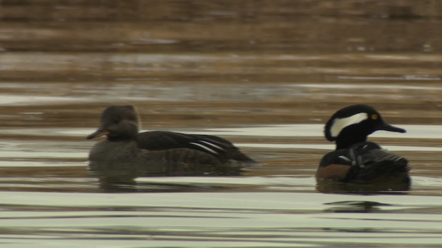 Hooded Merganser - ML484412