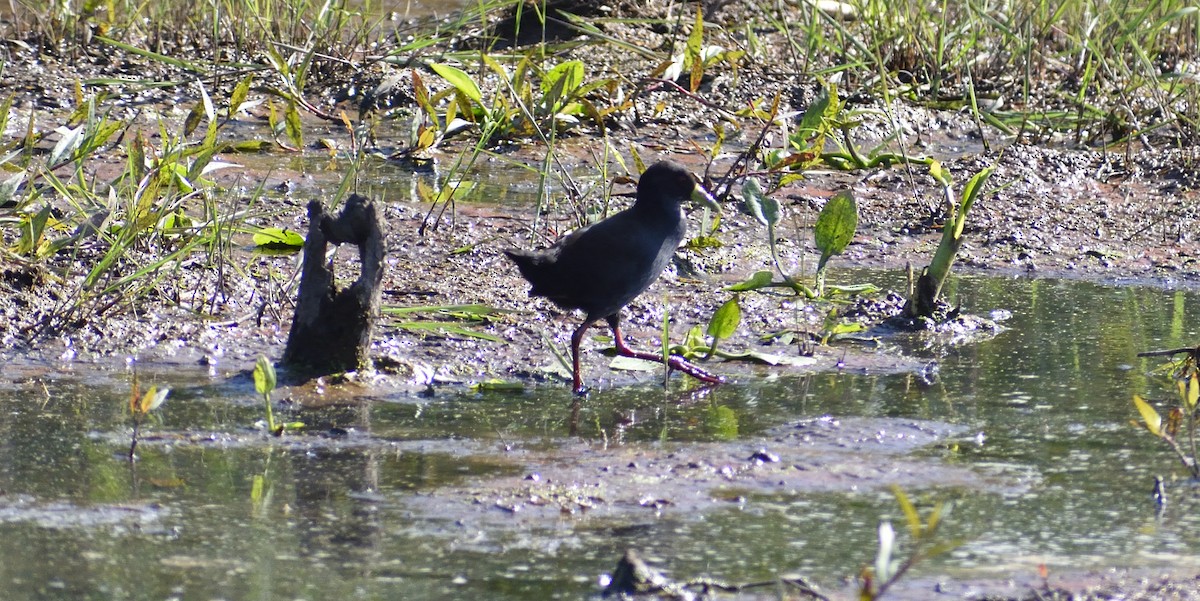 Polluela Negra Africana - ML484412441