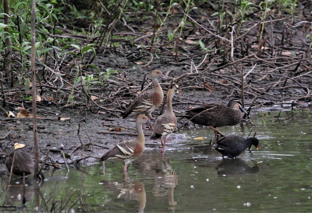 Plumed Whistling-Duck - Stuart Pickering