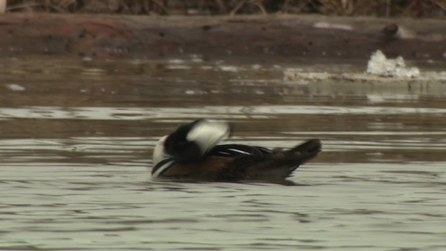 Hooded Merganser - ML484413