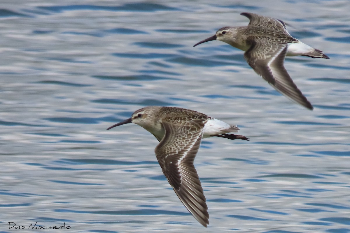 Curlew Sandpiper - Dinis Nascimento