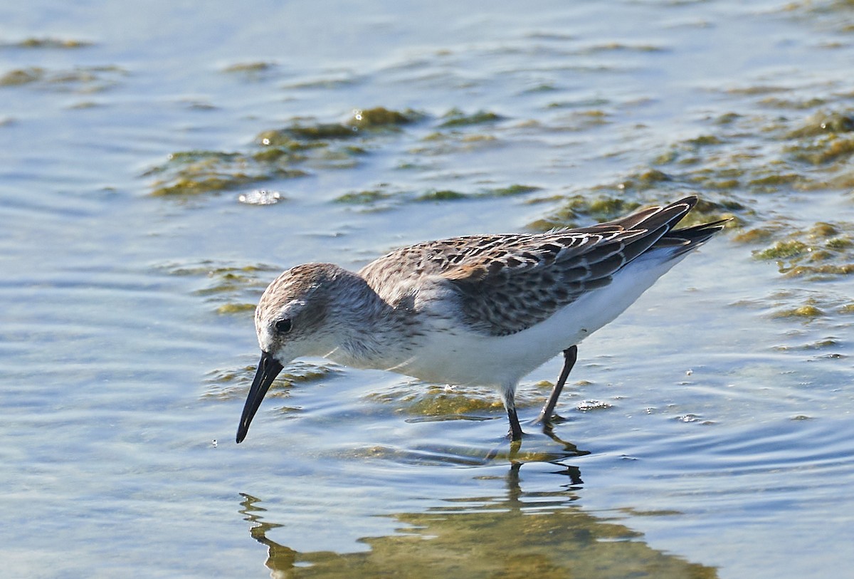 Western Sandpiper - ML484413721