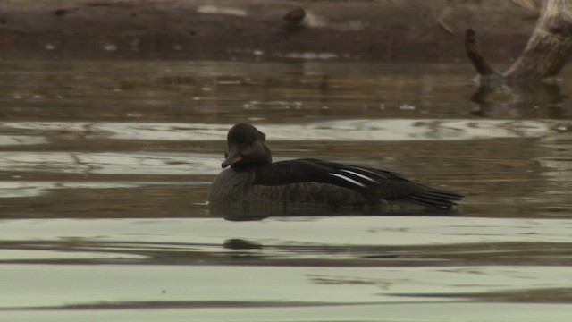 Hooded Merganser - ML484414