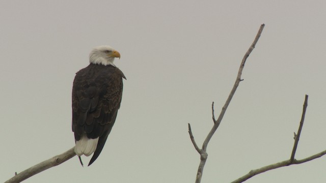 Weißkopf-Seeadler - ML484415