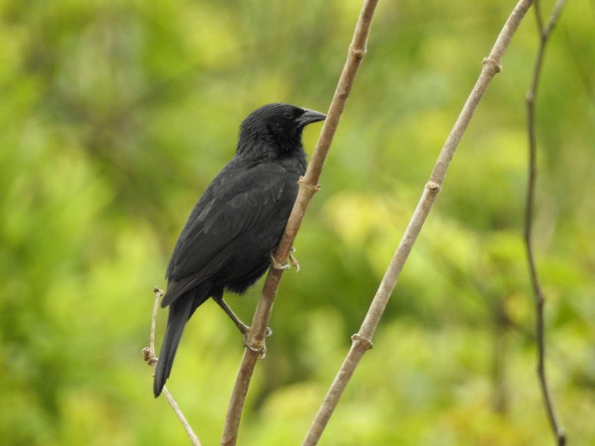 Chopi Blackbird - ML484415001