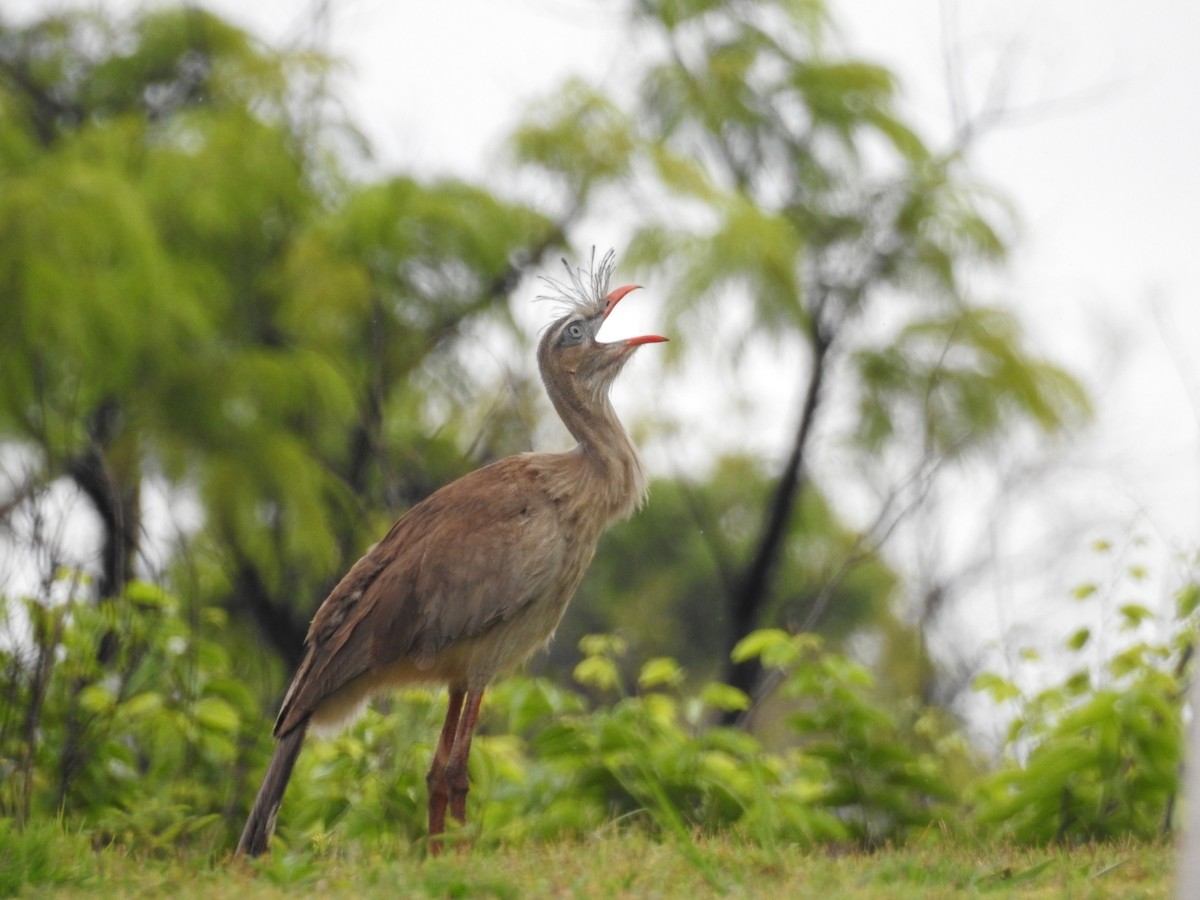 Red-legged Seriema - ML484415381