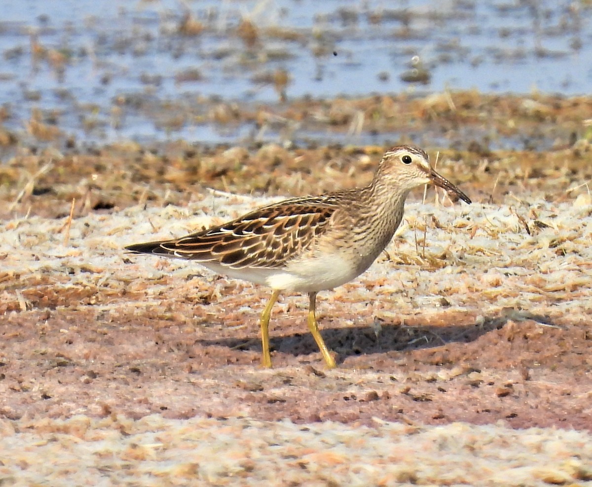 Bécasseau à poitrine cendrée - ML484415491