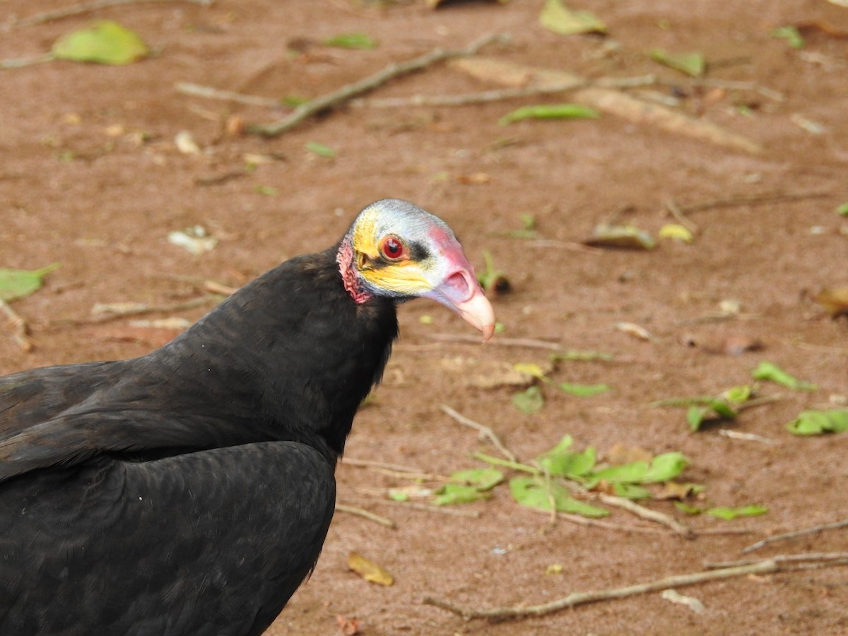 Lesser Yellow-headed Vulture - ML484415521