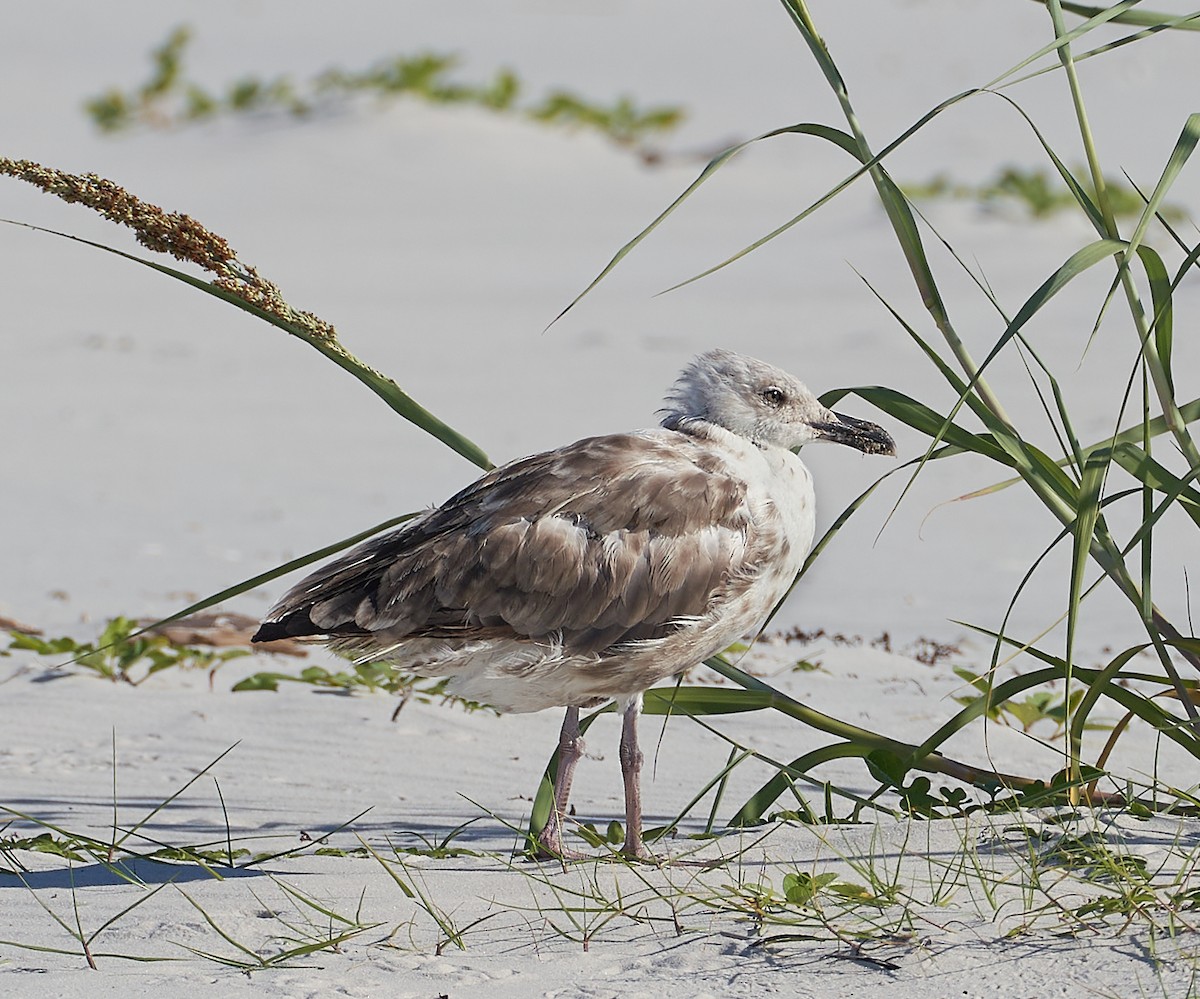 gull sp. - Andrew Haffenden