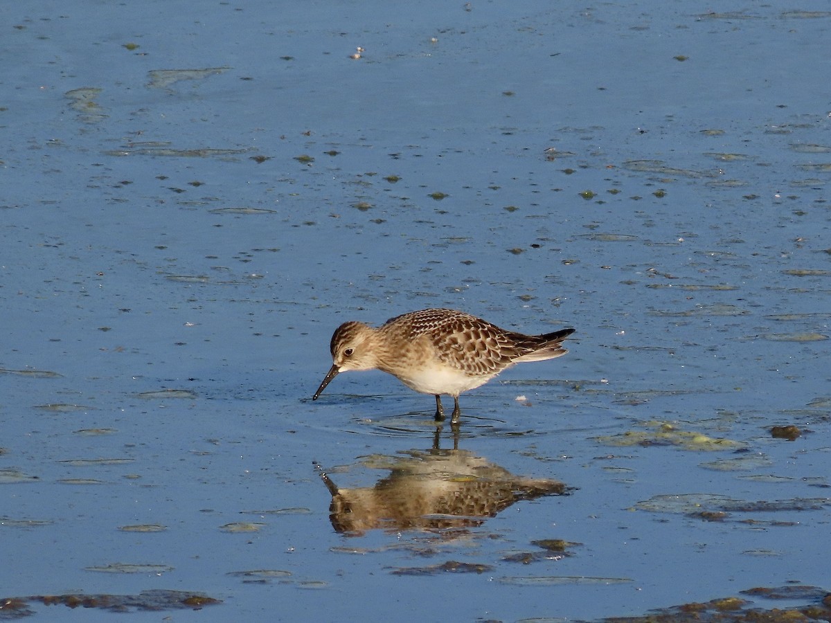 Baird's Sandpiper - ML484415741