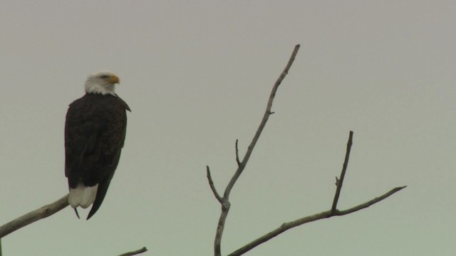 Weißkopf-Seeadler - ML484416