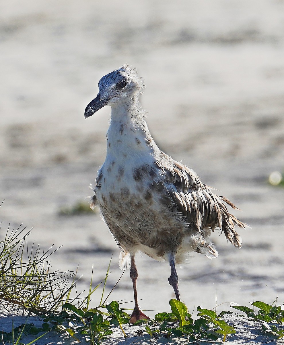 gull sp. - Andrew Haffenden