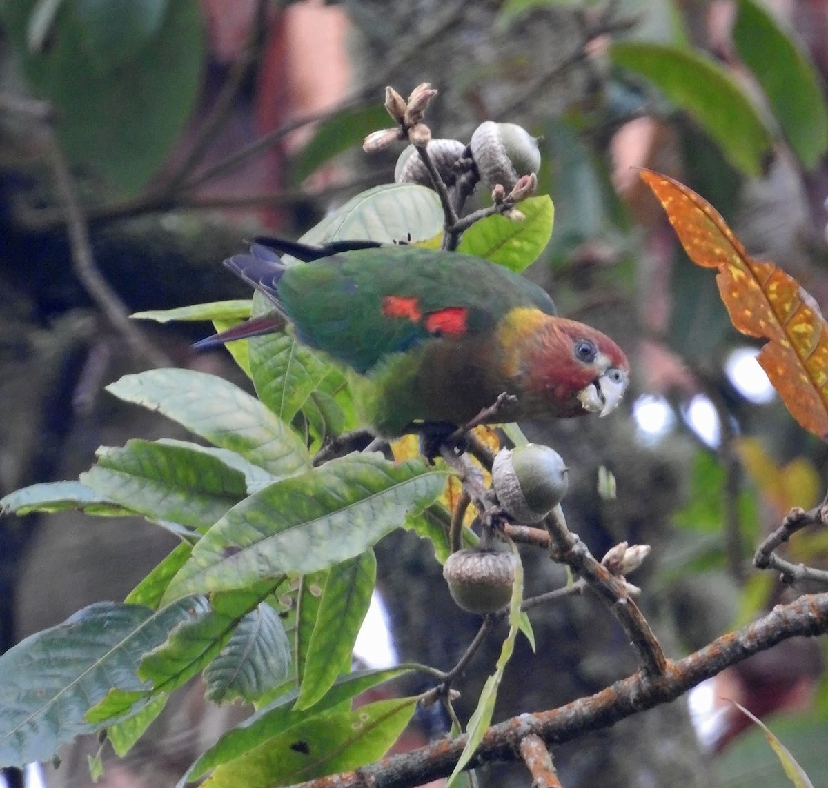 Rusty-faced Parrot - ML484416171