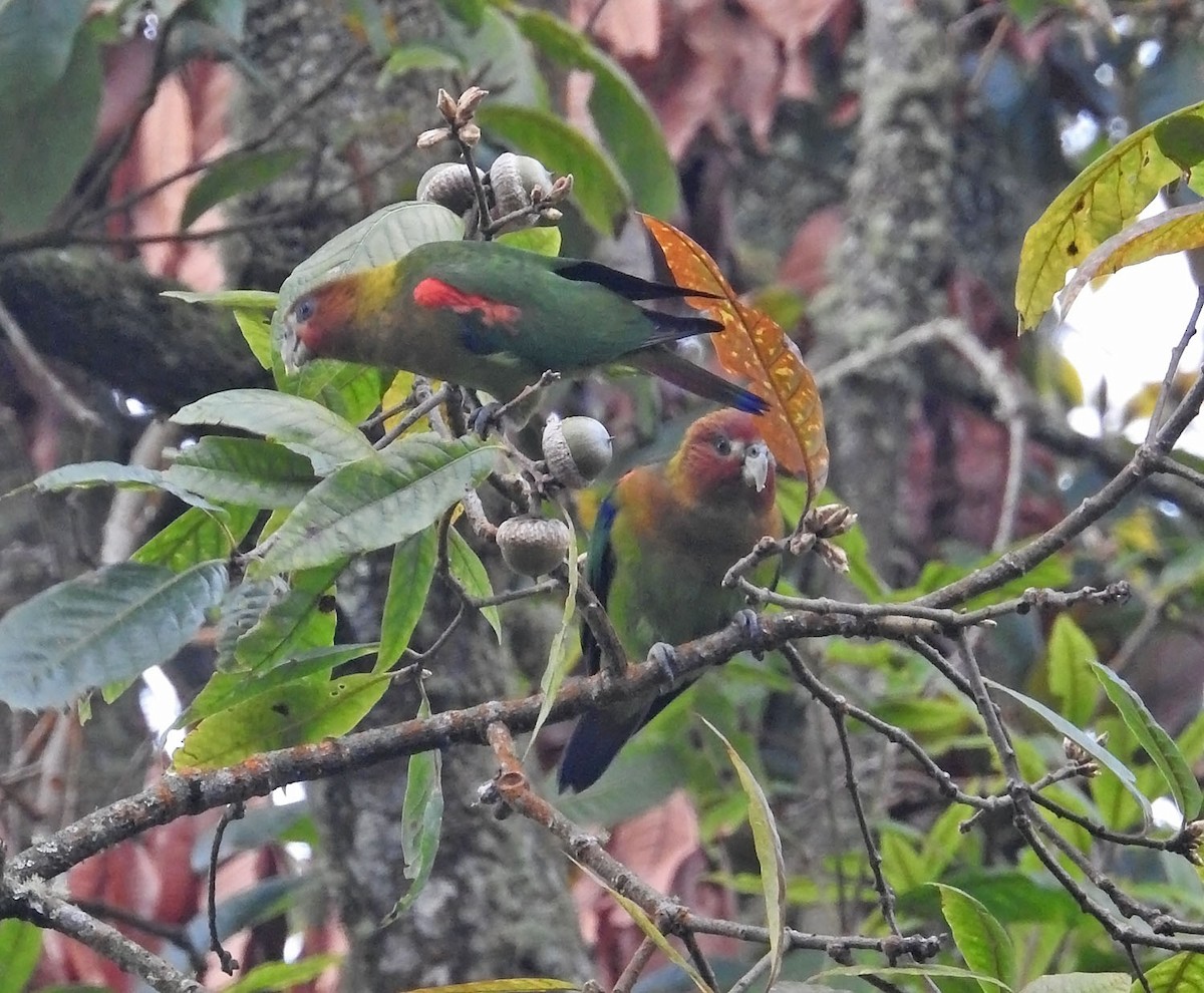 Rusty-faced Parrot - ML484416181