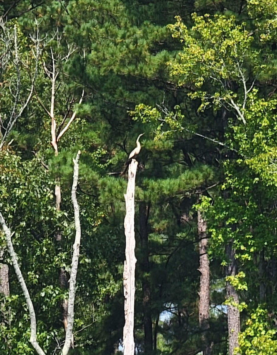 Anhinga d'Amérique - ML484416271