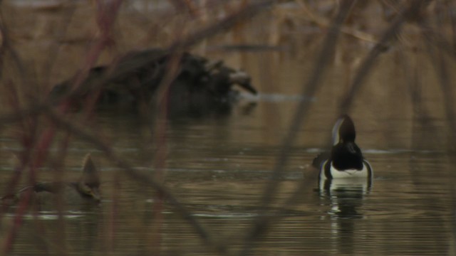 Hooded Merganser - ML484417