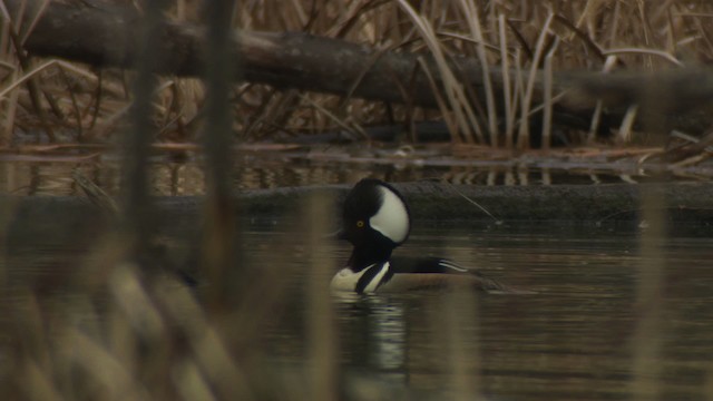 Hooded Merganser - ML484418