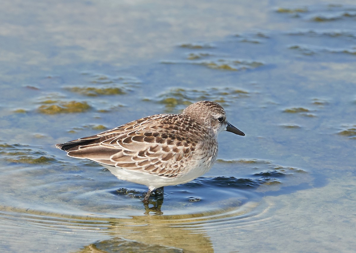 Semipalmated Sandpiper - ML484418061