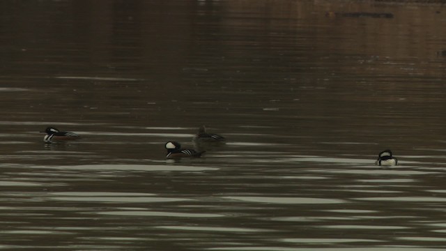 Hooded Merganser - ML484419