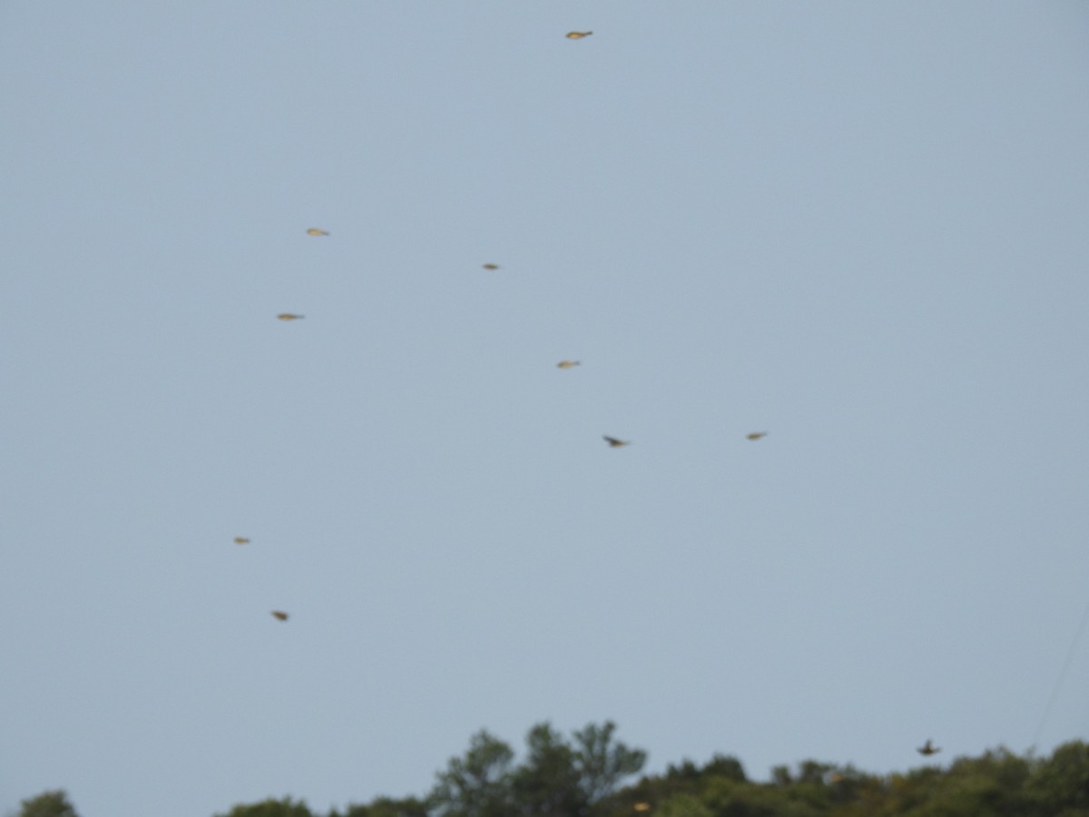 American Pipit - ML484419331
