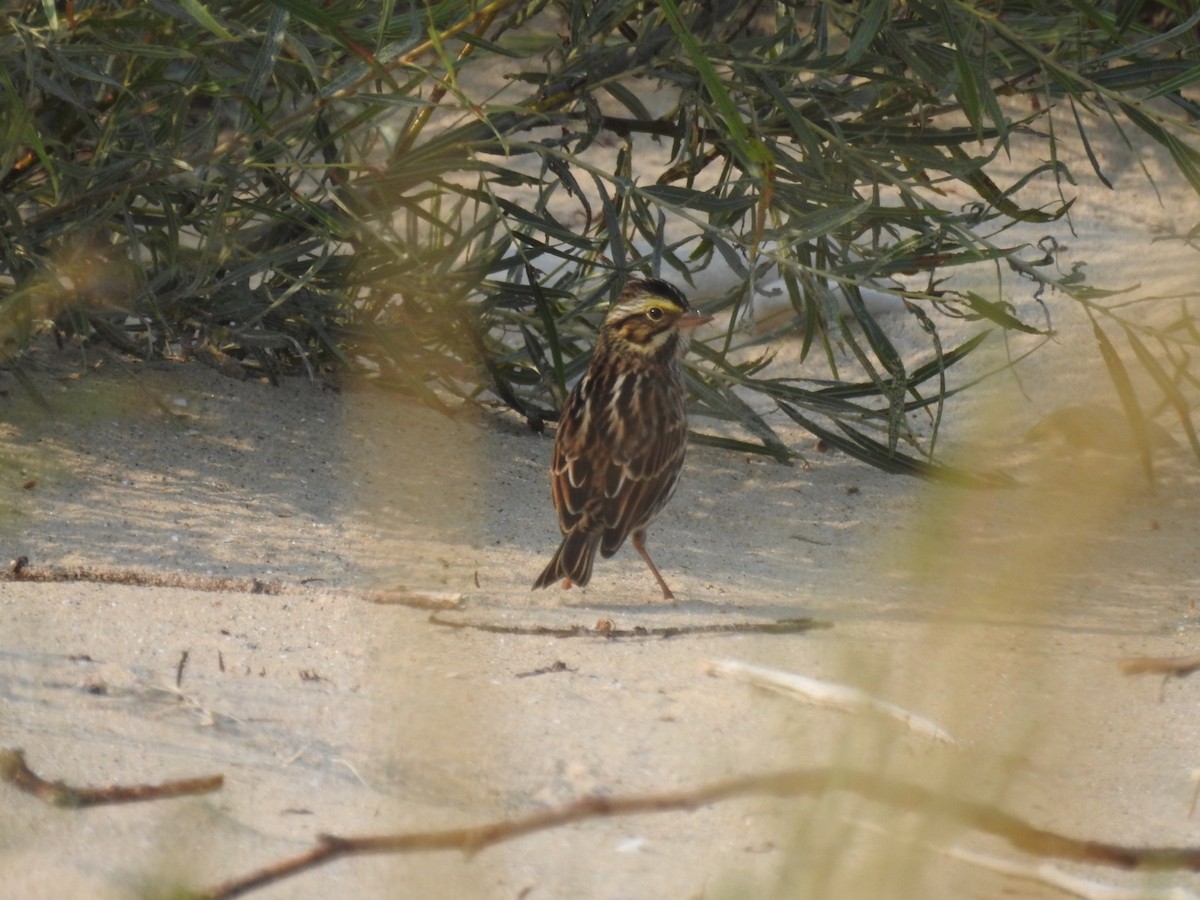 Savannah Sparrow - ML484419431