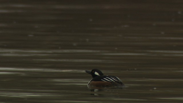 Hooded Merganser - ML484420