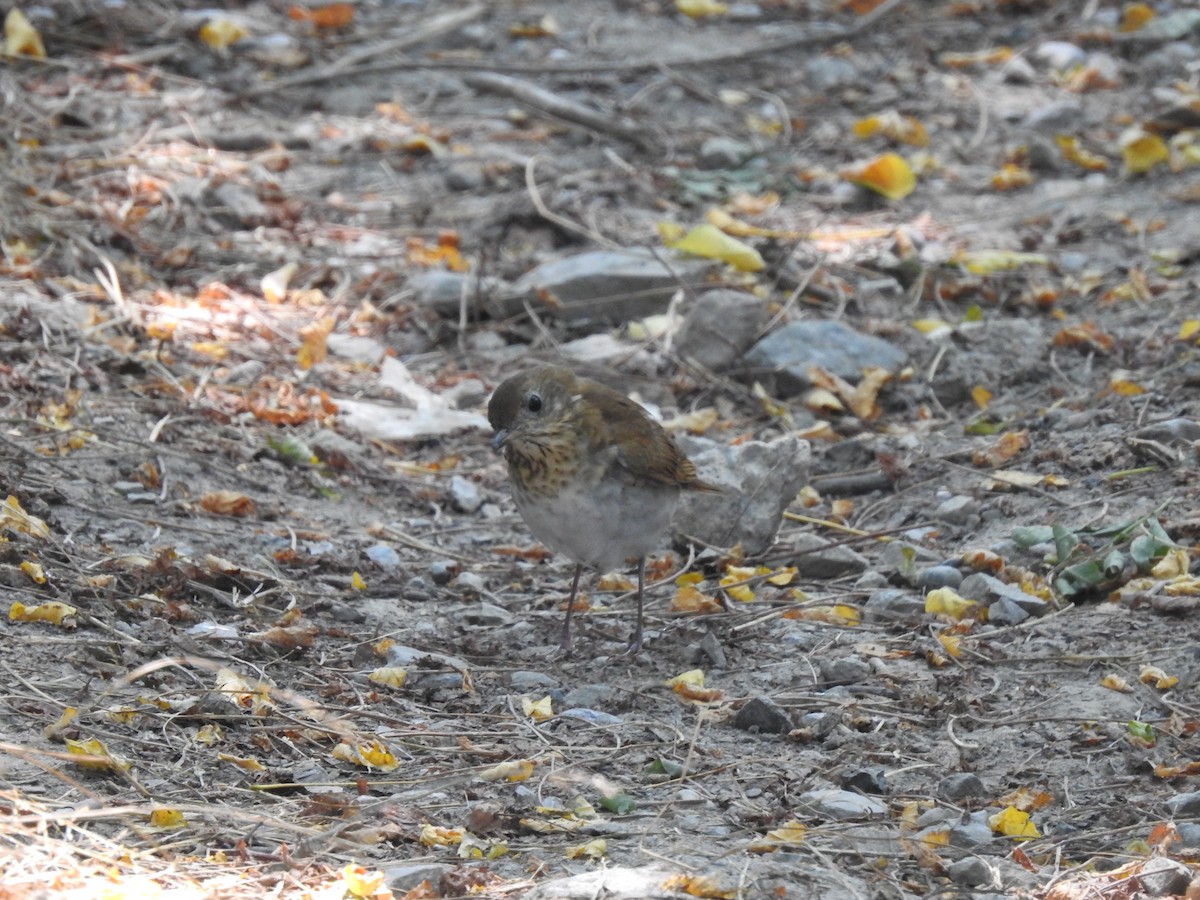 Veery - ML484420121