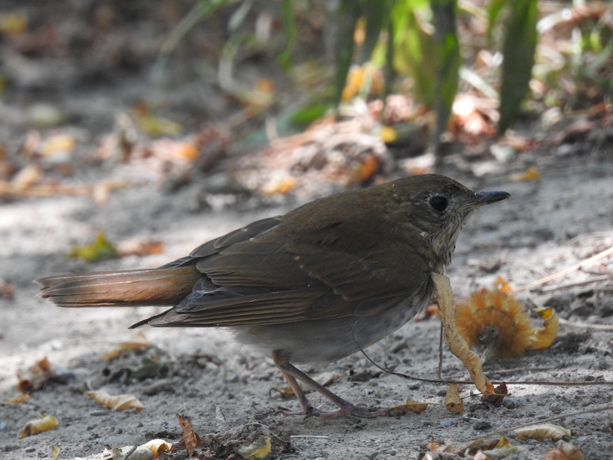 Veery - ML484420201