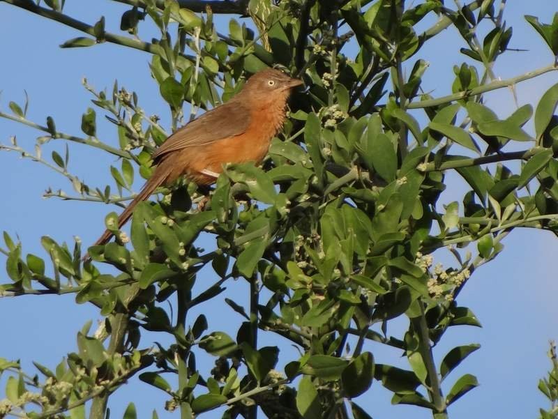 Rufous Chatterer - Catherine McFadden