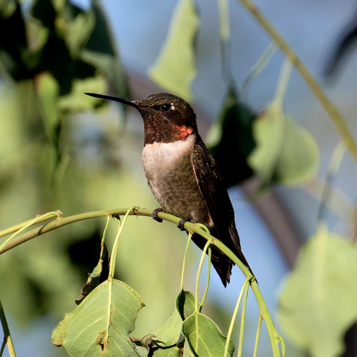 Ruby-throated Hummingbird - ML484420961