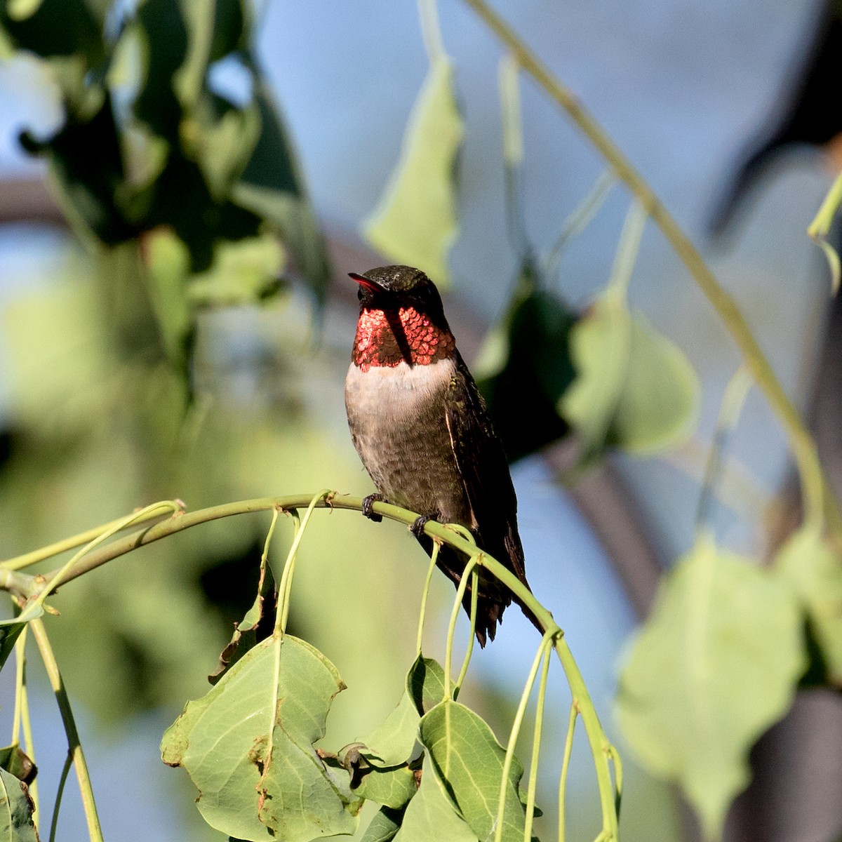 Ruby-throated Hummingbird - ML484420971