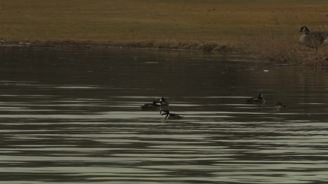 Hooded Merganser - ML484421