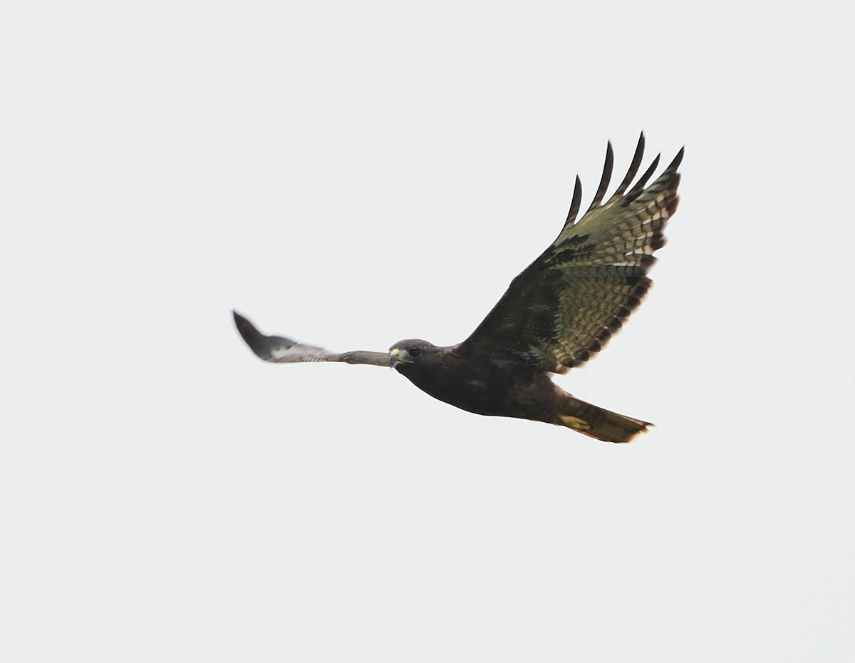 Red-tailed Hawk - ML484421191