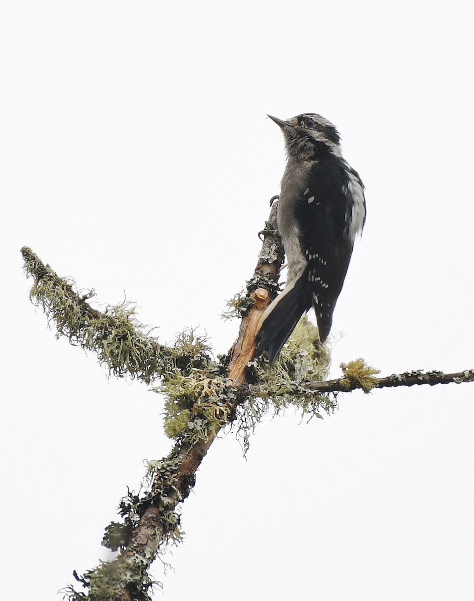 Downy Woodpecker - ML484421281