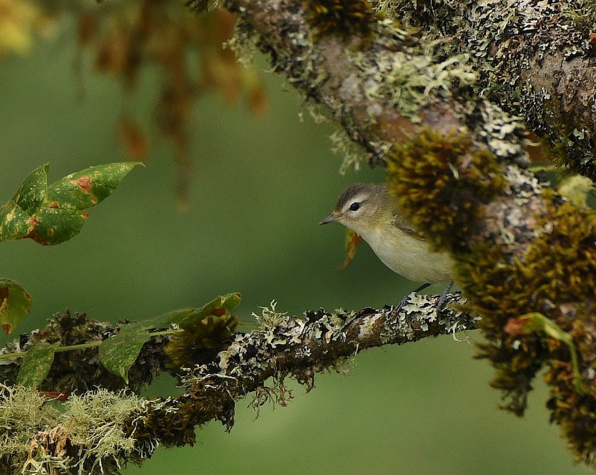 Warbling Vireo - ML484421311