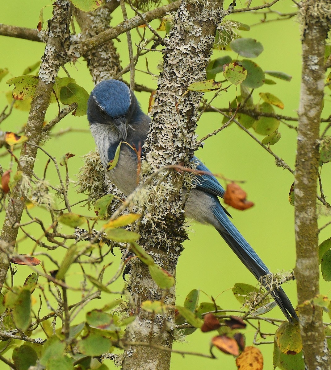 California Scrub-Jay - ML484421381