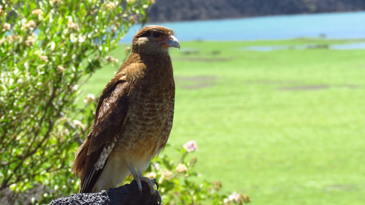 Chimango Caracara - Fabian Cote