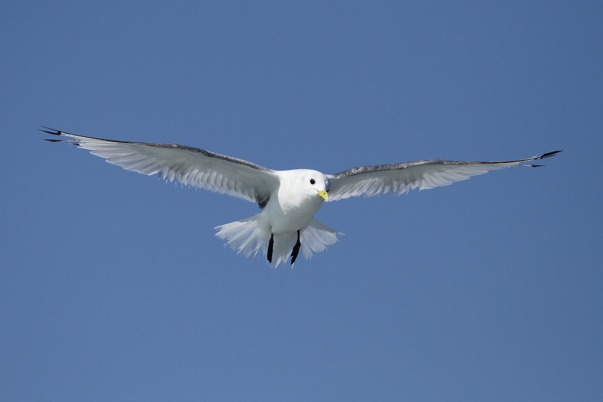 Black-legged Kittiwake - Brennan Mulrooney