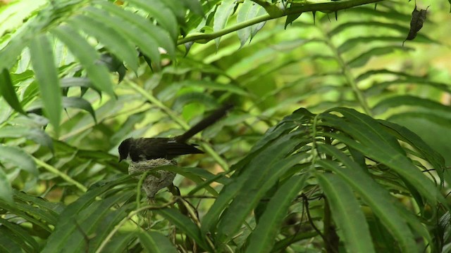 Malaysian Pied-Fantail - ML484426