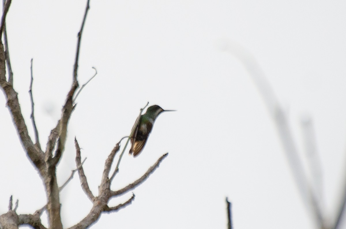 kolibřík pálkoocasý - ML484426231