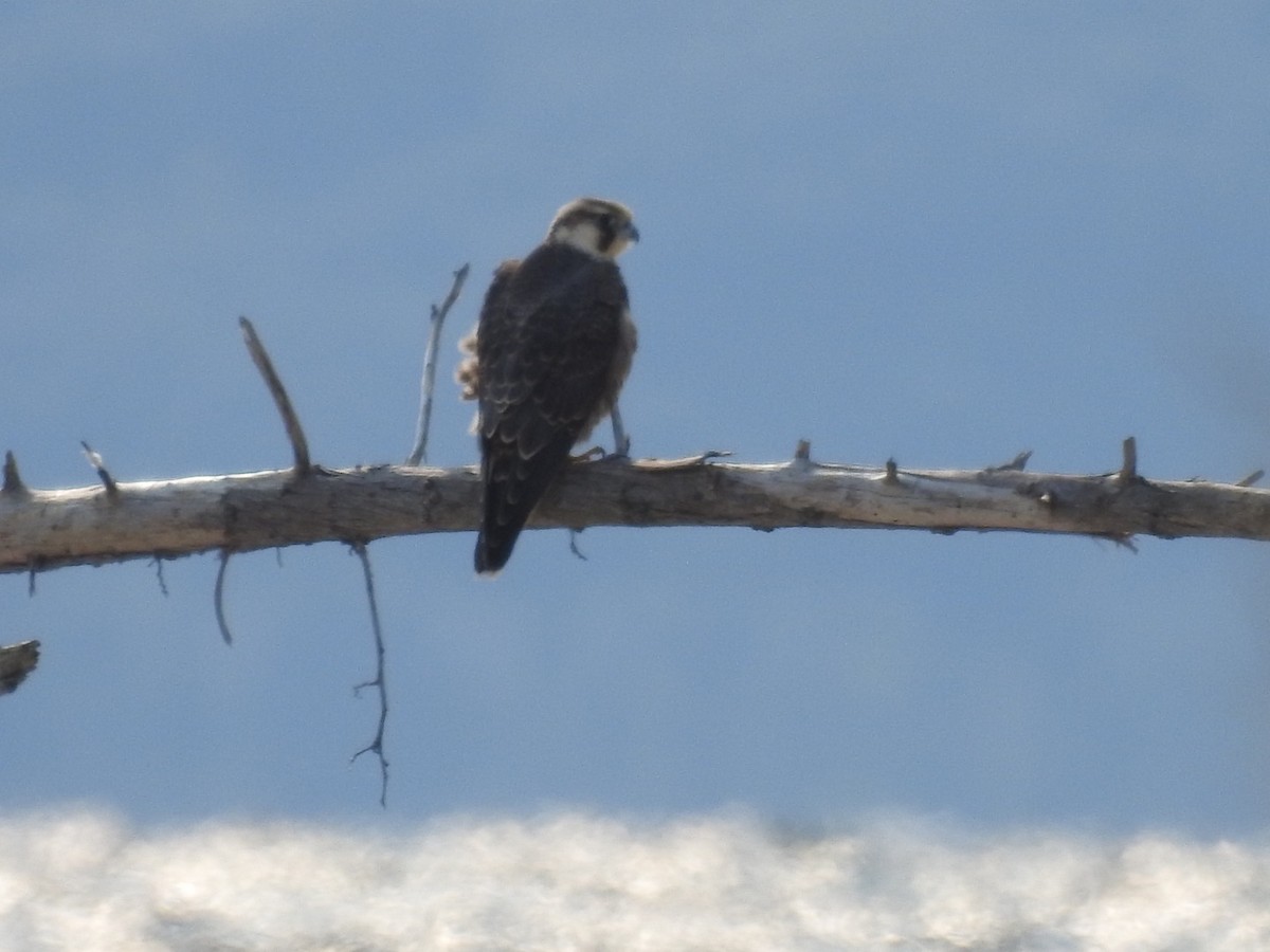 Peregrine Falcon (Tundra) - ML484426331