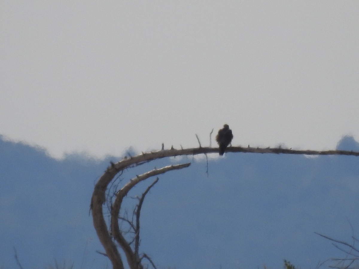 Peregrine Falcon (Tundra) - ML484426341