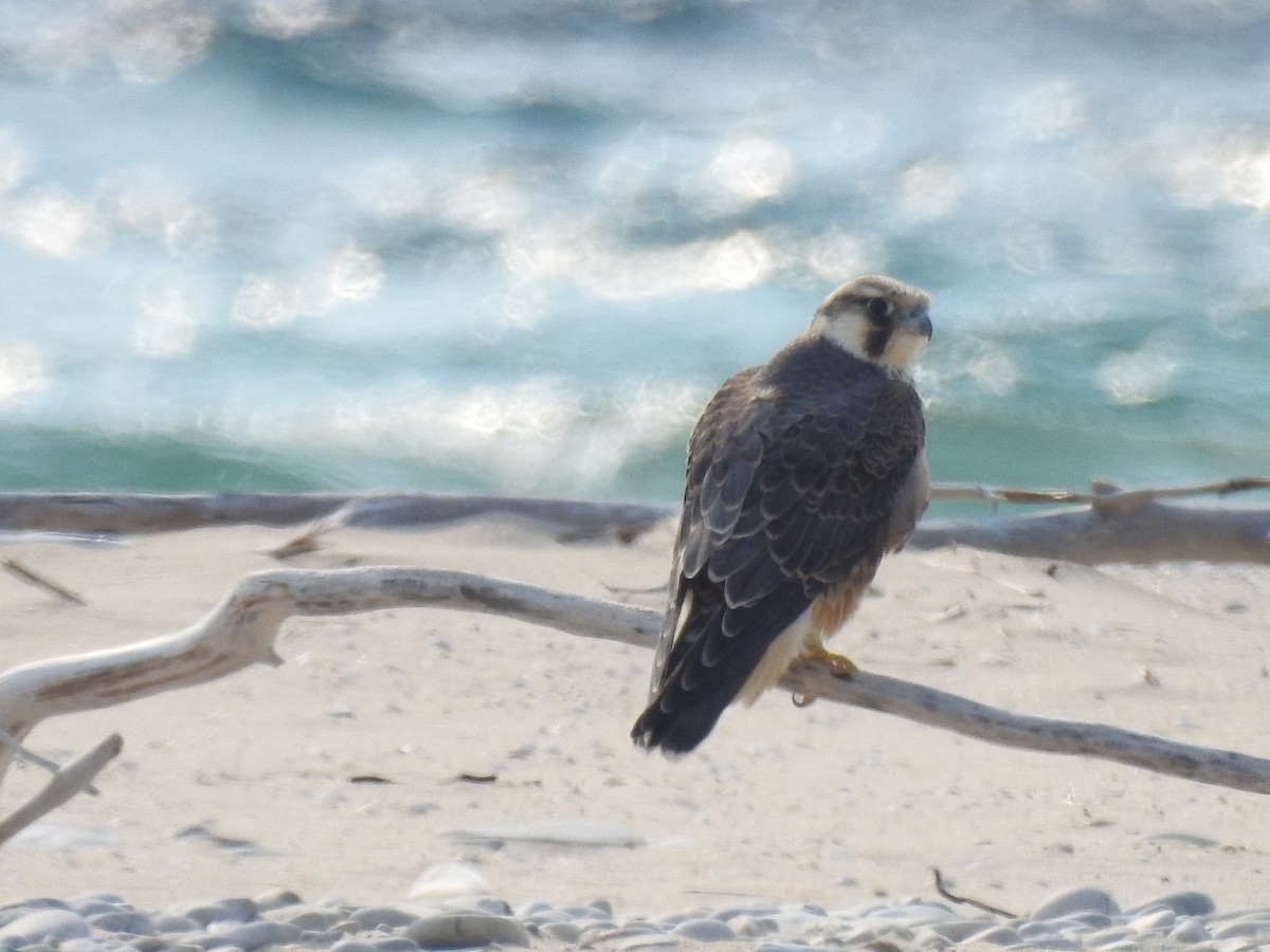 Peregrine Falcon (Tundra) - ML484426361