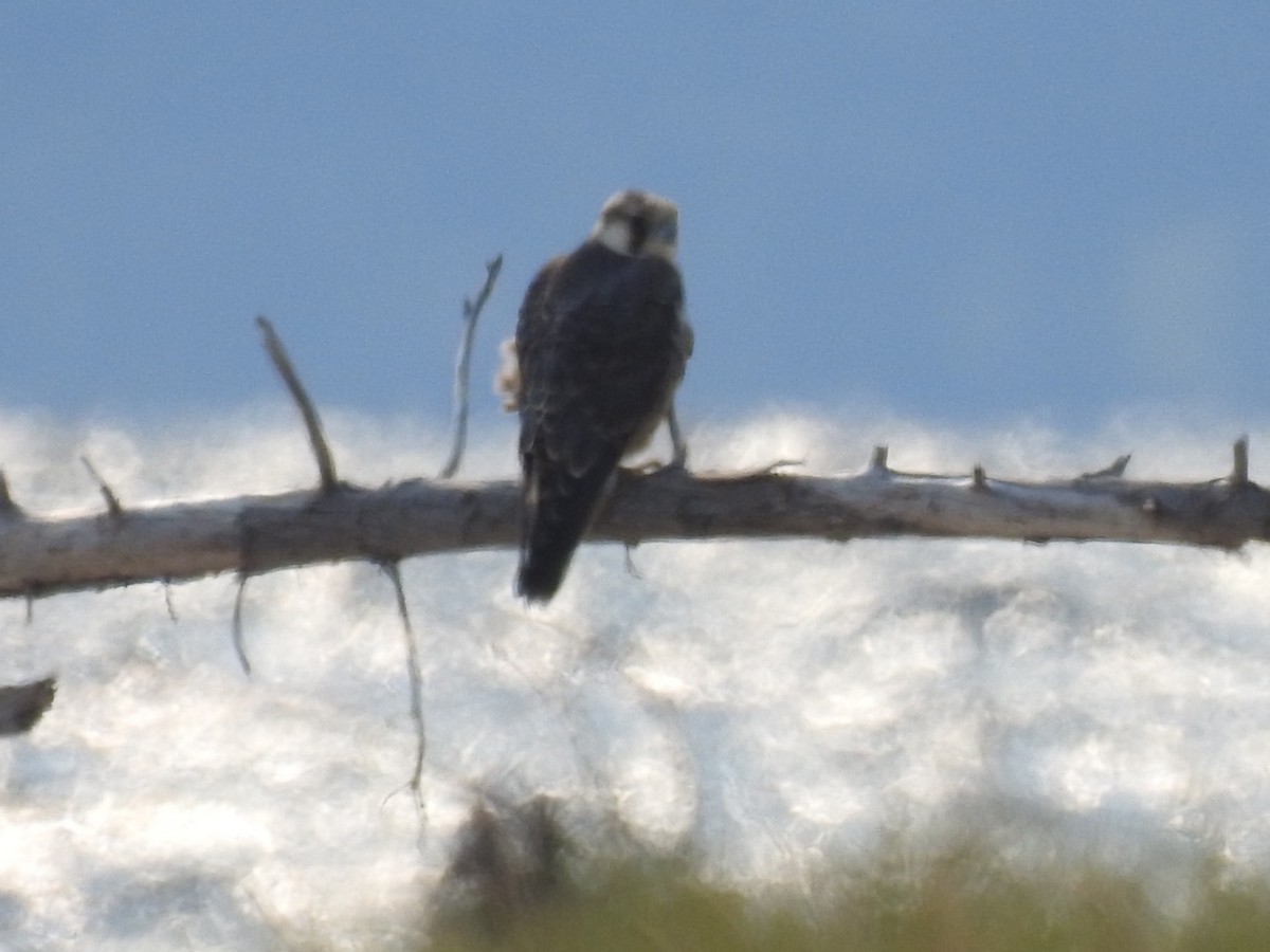 Peregrine Falcon (Tundra) - ML484426391