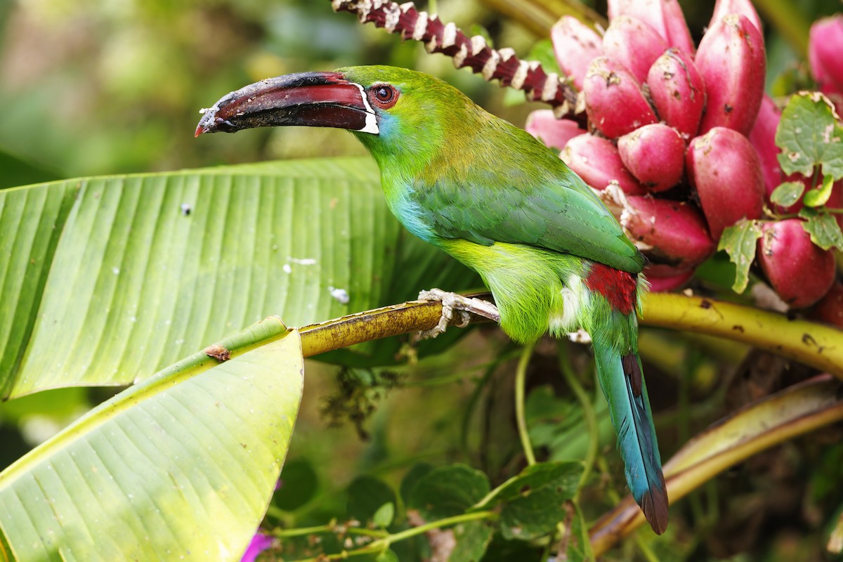 Crimson-rumped Toucanet - Peter Hawrylyshyn