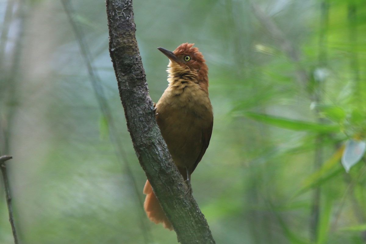 Chestnut-capped Foliage-gleaner - Ian Thompson