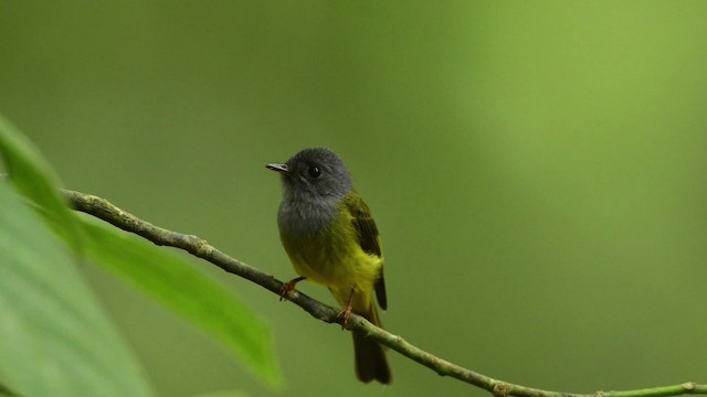 Gray-headed Canary-Flycatcher - ML484430