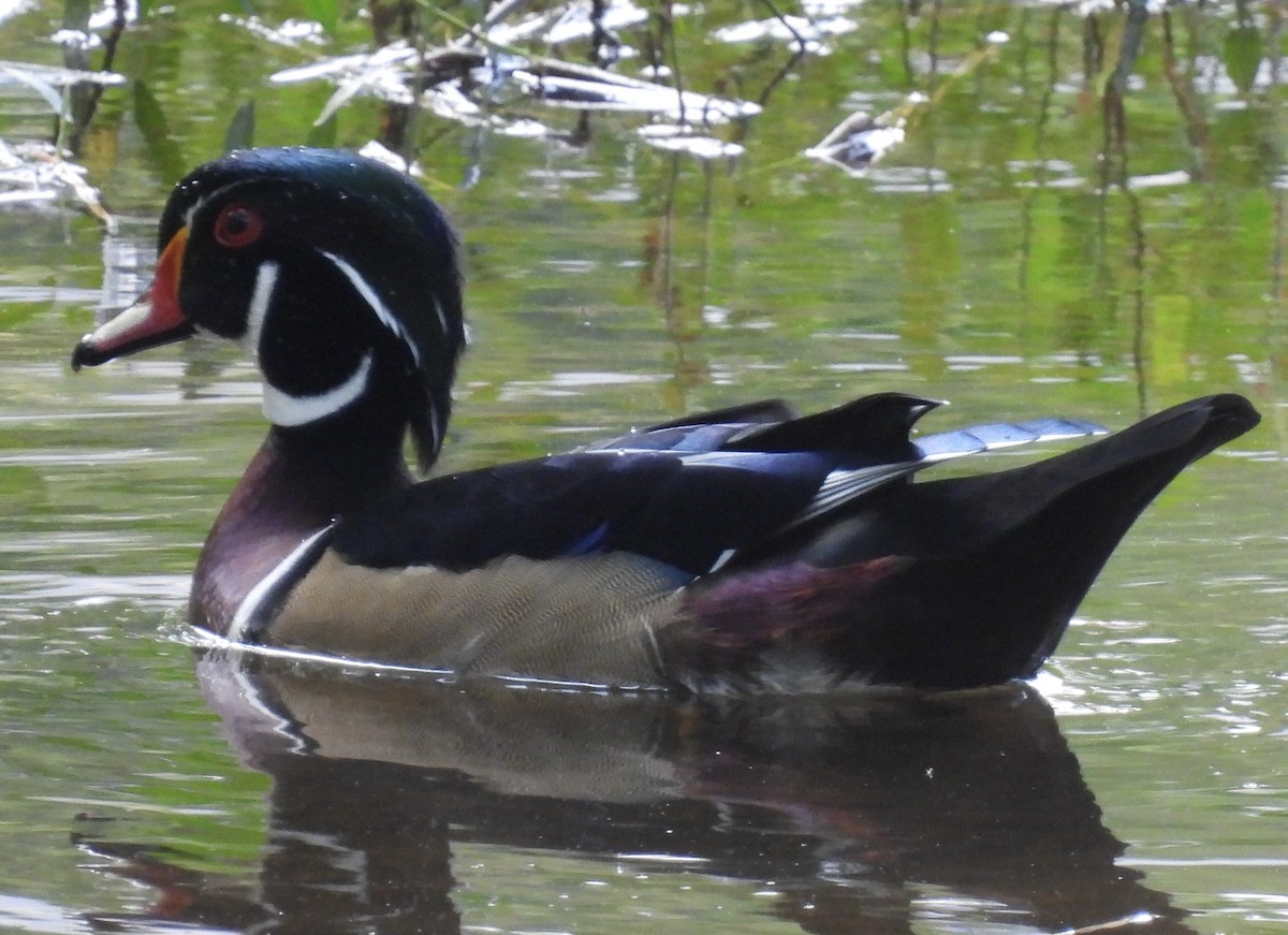 Wood Duck - ML484431391