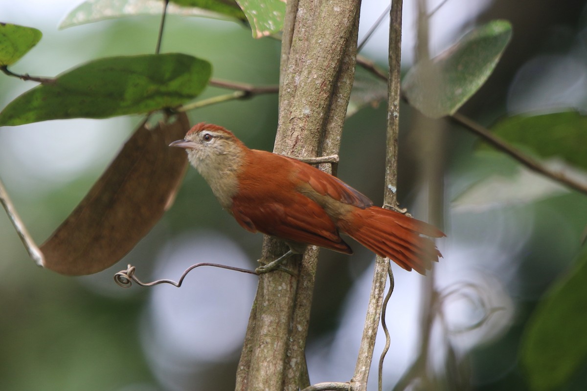 Rusty-backed Spinetail - Ian Thompson