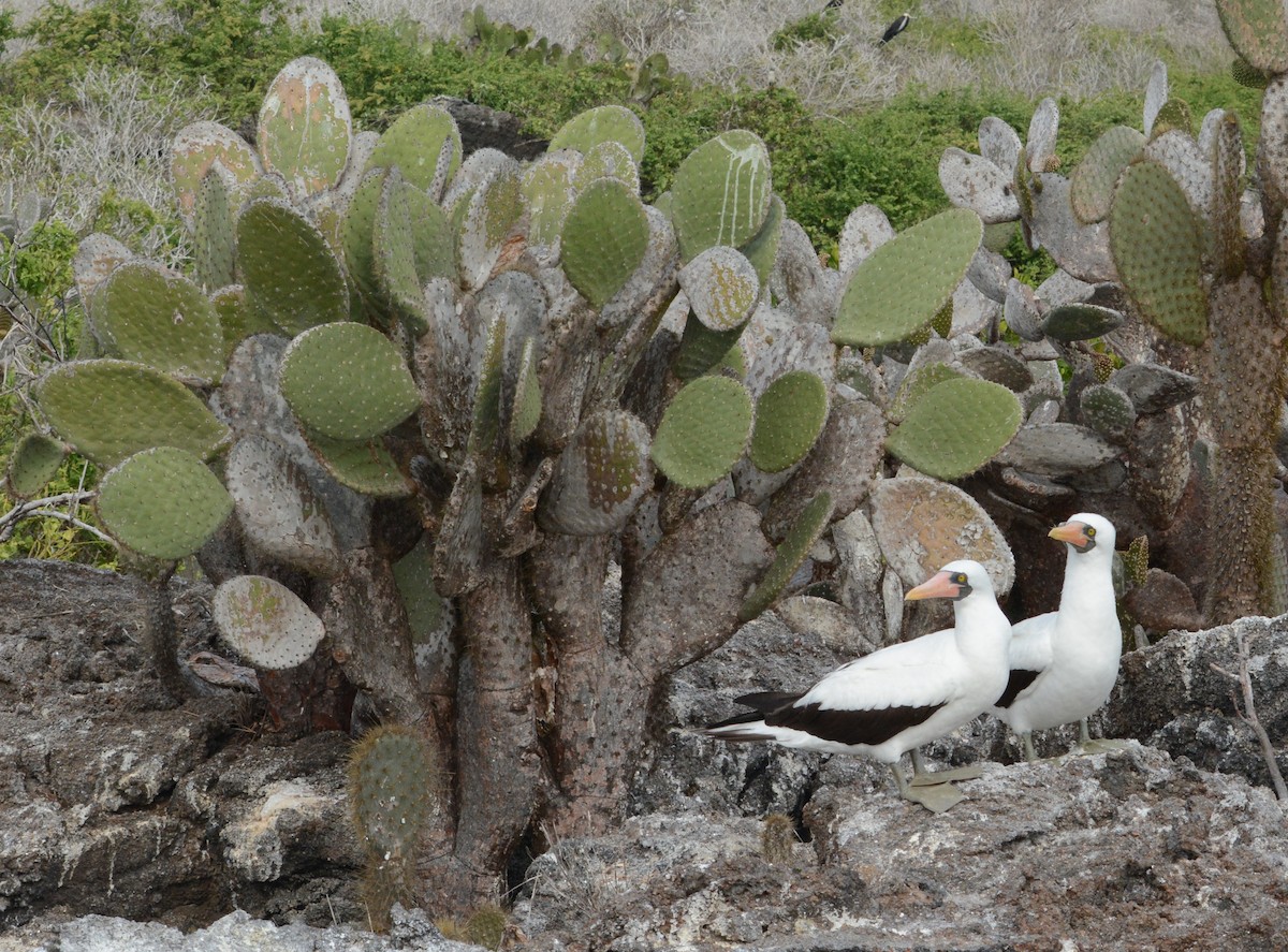 Nazca Booby - Joshua Stone